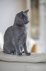 Chartreux