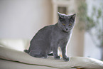 Chartreux