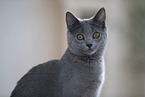 Chartreux