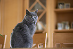 Chartreux