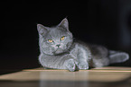 Chartreux