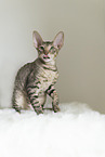 Cornish Rex kitten