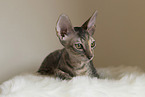 Cornish Rex kitten