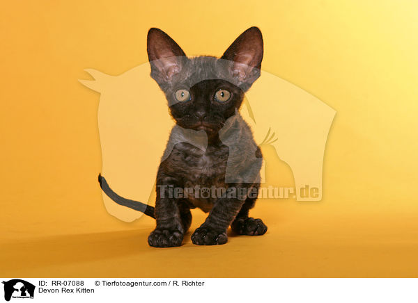 Devon Rex Ktzchen / Devon Rex Kitten / RR-07088