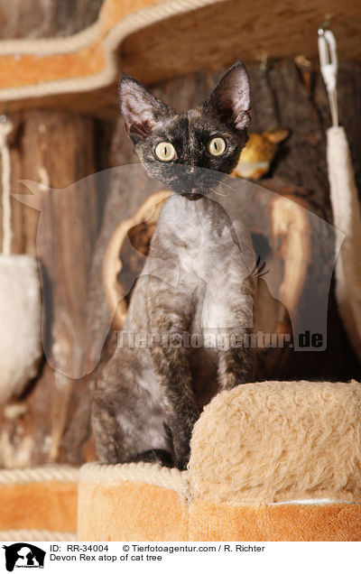 Devon Rex auf Katzenbaum / Devon Rex atop of cat tree / RR-34004