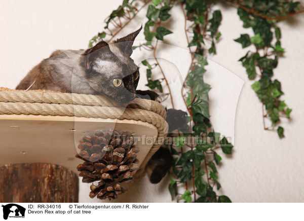 Devon Rex auf Katzenbaum / Devon Rex atop of cat tree / RR-34016