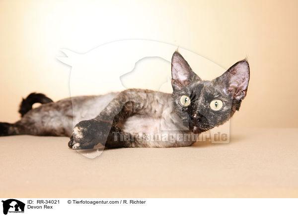 Devon Rex / Devon Rex / RR-34021