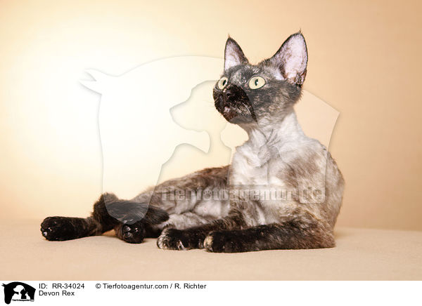 Devon Rex / Devon Rex / RR-34024