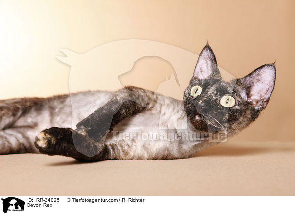 Devon Rex / Devon Rex / RR-34025