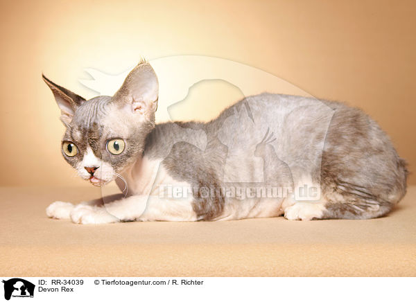 Devon Rex / Devon Rex / RR-34039