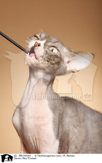 Devon Rex Portrait / Devon Rex Portrait / RR-34040