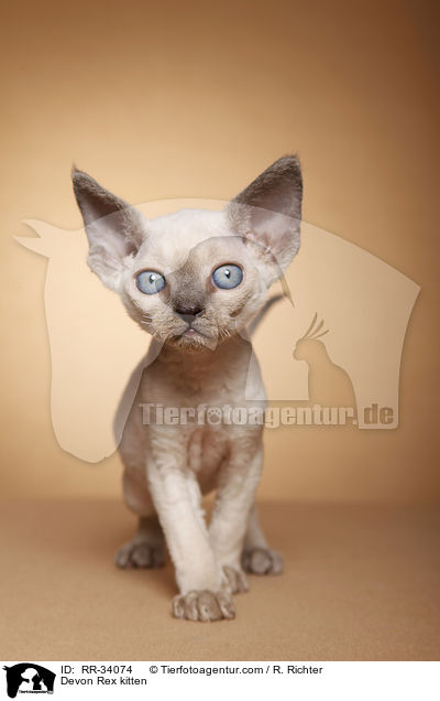 Devon Rex Ktzchen / Devon Rex kitten / RR-34074