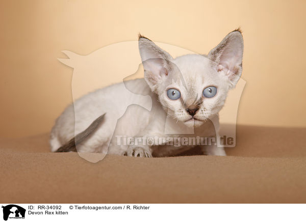 Devon Rex Ktzchen / Devon Rex kitten / RR-34092