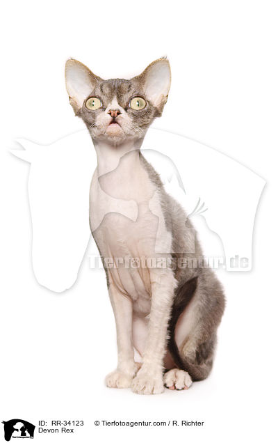 Devon Rex / Devon Rex / RR-34123