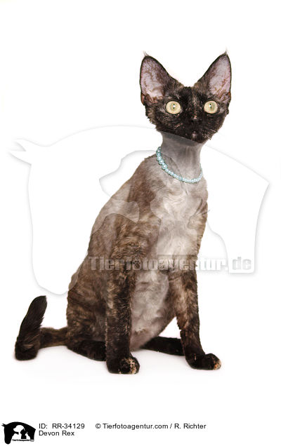 Devon Rex / Devon Rex / RR-34129