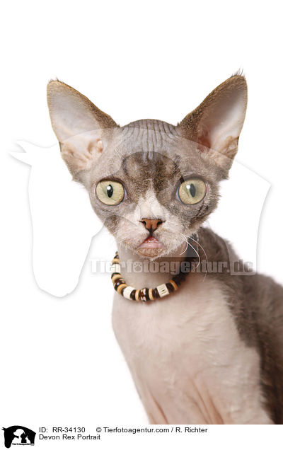 Devon Rex Portrait / RR-34130