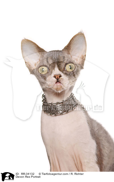 Devon Rex Portrait / Devon Rex Portrait / RR-34132