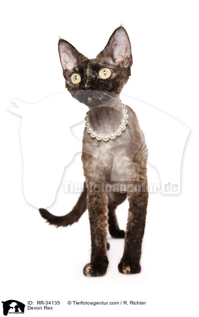 Devon Rex / Devon Rex / RR-34135