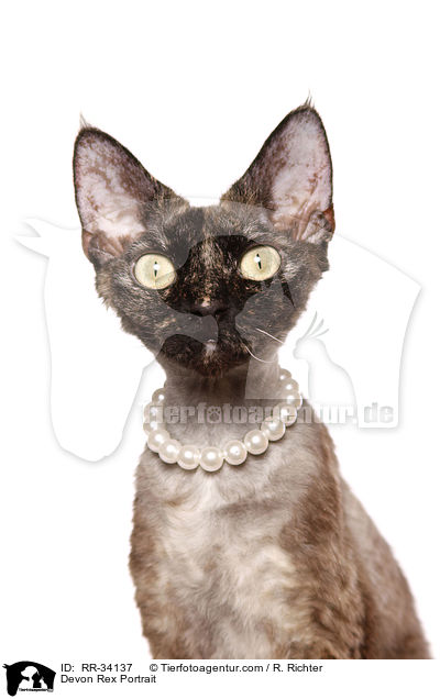 Devon Rex Portrait / Devon Rex Portrait / RR-34137