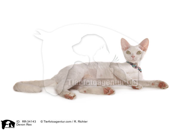 Devon Rex / Devon Rex / RR-34143