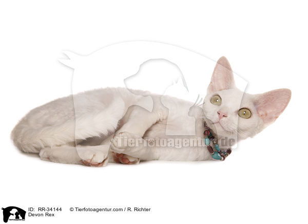 Devon Rex / Devon Rex / RR-34144