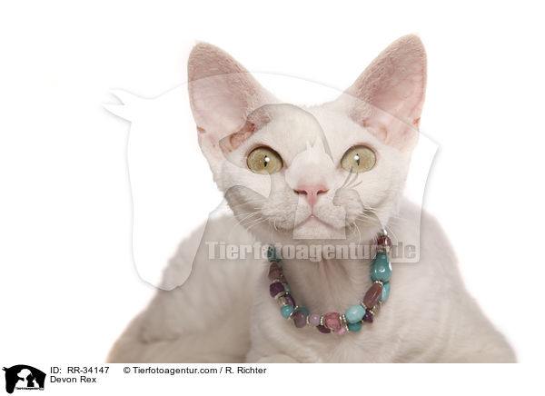 Devon Rex / Devon Rex / RR-34147