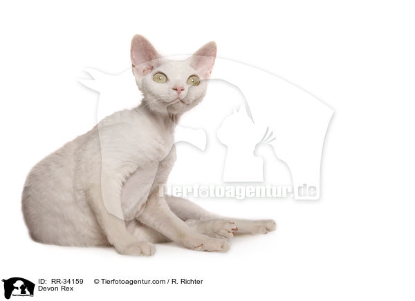 Devon Rex / Devon Rex / RR-34159