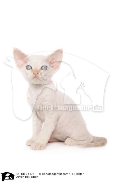 Devon Rex Ktzchen / Devon Rex kitten / RR-34171