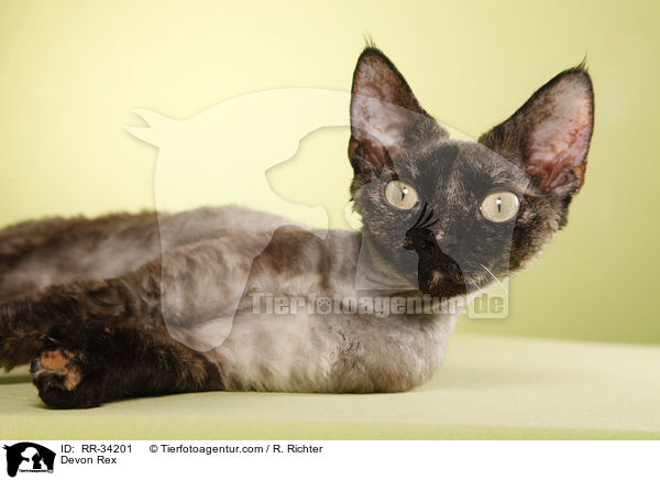 Devon Rex / Devon Rex / RR-34201