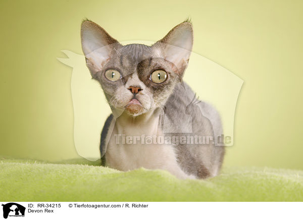 Devon Rex / Devon Rex / RR-34215