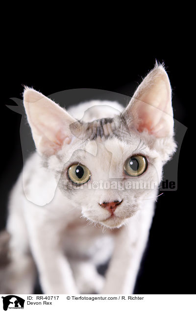 Devon Rex / Devon Rex / RR-40717