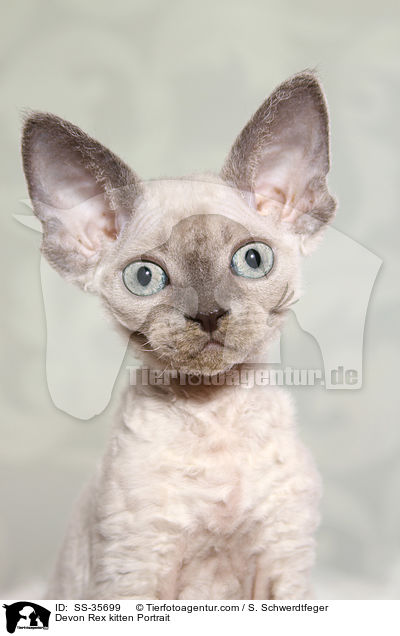 Devon Rex Ktzchen Portrait / Devon Rex kitten Portrait / SS-35699