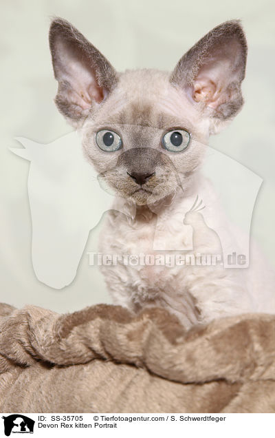 Devon Rex Ktzchen Portrait / Devon Rex kitten Portrait / SS-35705