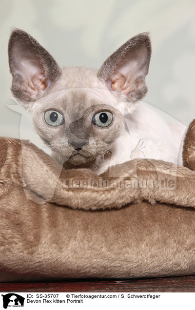 Devon Rex Ktzchen Portrait / Devon Rex kitten Portrait / SS-35707