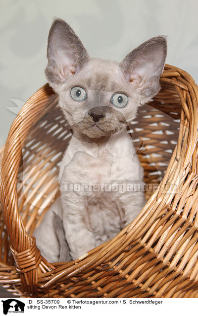 sitzendes Devon Rex Ktzchen / sitting Devon Rex kitten / SS-35709