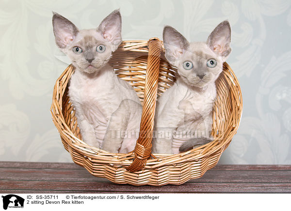 2 sitzende Devon Rex Ktzchen / 2 sitting Devon Rex kitten / SS-35711