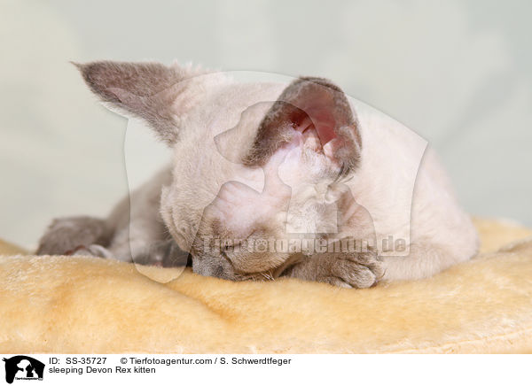 schlafendes Devon Rex Ktzchen / sleeping Devon Rex kitten / SS-35727