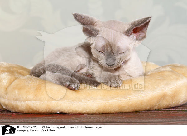 schlafendes Devon Rex Ktzchen / sleeping Devon Rex kitten / SS-35728