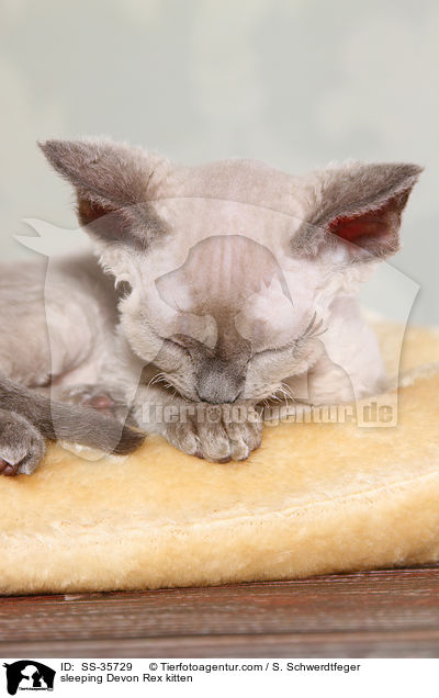 schlafendes Devon Rex Ktzchen / sleeping Devon Rex kitten / SS-35729