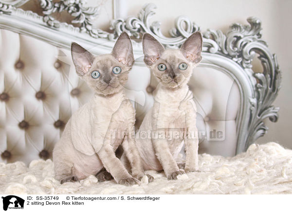 2 sitzende Devon Rex Ktzchen / 2 sitting Devon Rex kitten / SS-35749