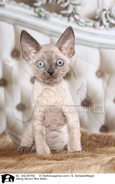 sitzendes Devon Rex Ktzchen / sitting Devon Rex kitten / SS-35760