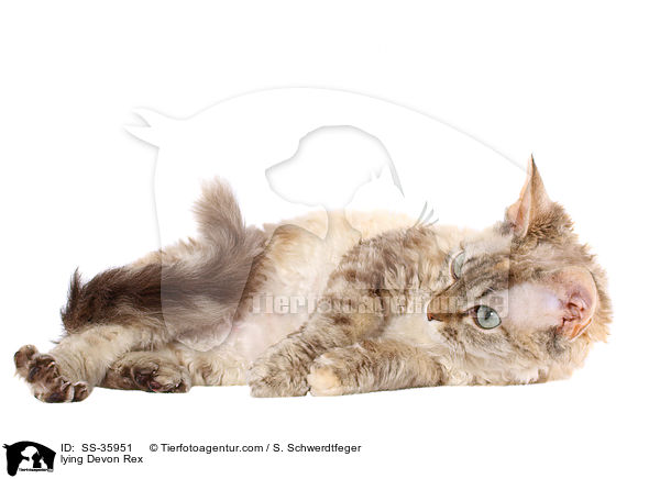 liegende Devon Rex / lying Devon Rex / SS-35951