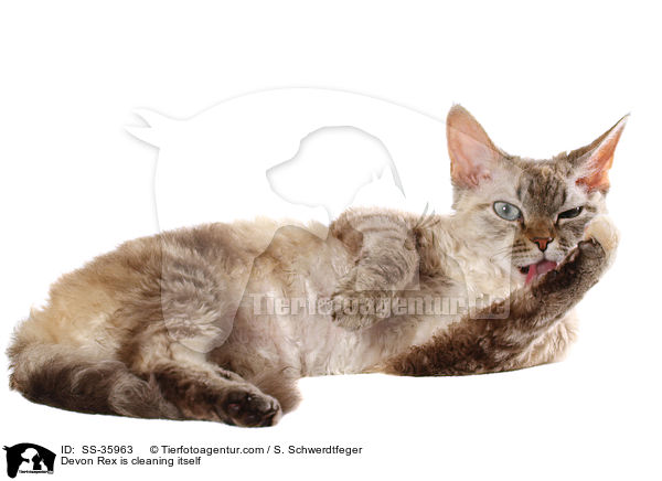 Devon Rex putzt sich / Devon Rex is cleaning itself / SS-35963