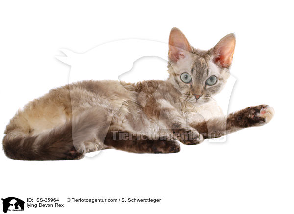 liegende Devon Rex / lying Devon Rex / SS-35964