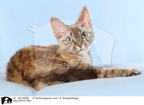 liegende Devon Rex / lying Devon Rex / SS-35990