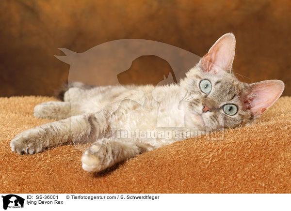 liegende Devon Rex / lying Devon Rex / SS-36001