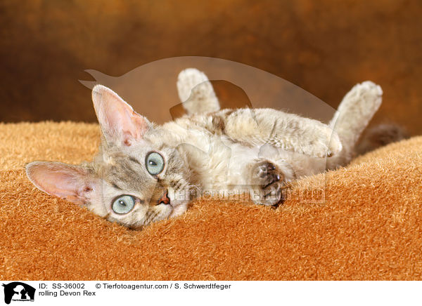 Devon Rex wlzt sich / rolling Devon Rex / SS-36002