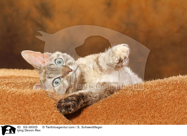 liegende Devon Rex / lying Devon Rex / SS-36005