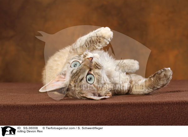 Devon Rex wlzt sich / rolling Devon Rex / SS-36008