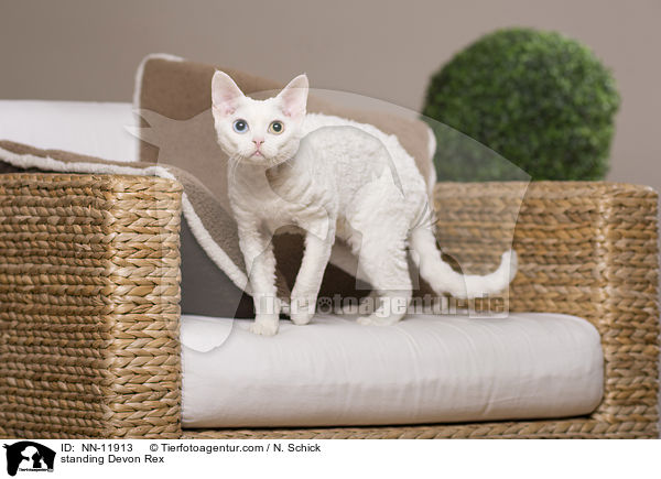 stehende Devon Rex / standing Devon Rex / NN-11913